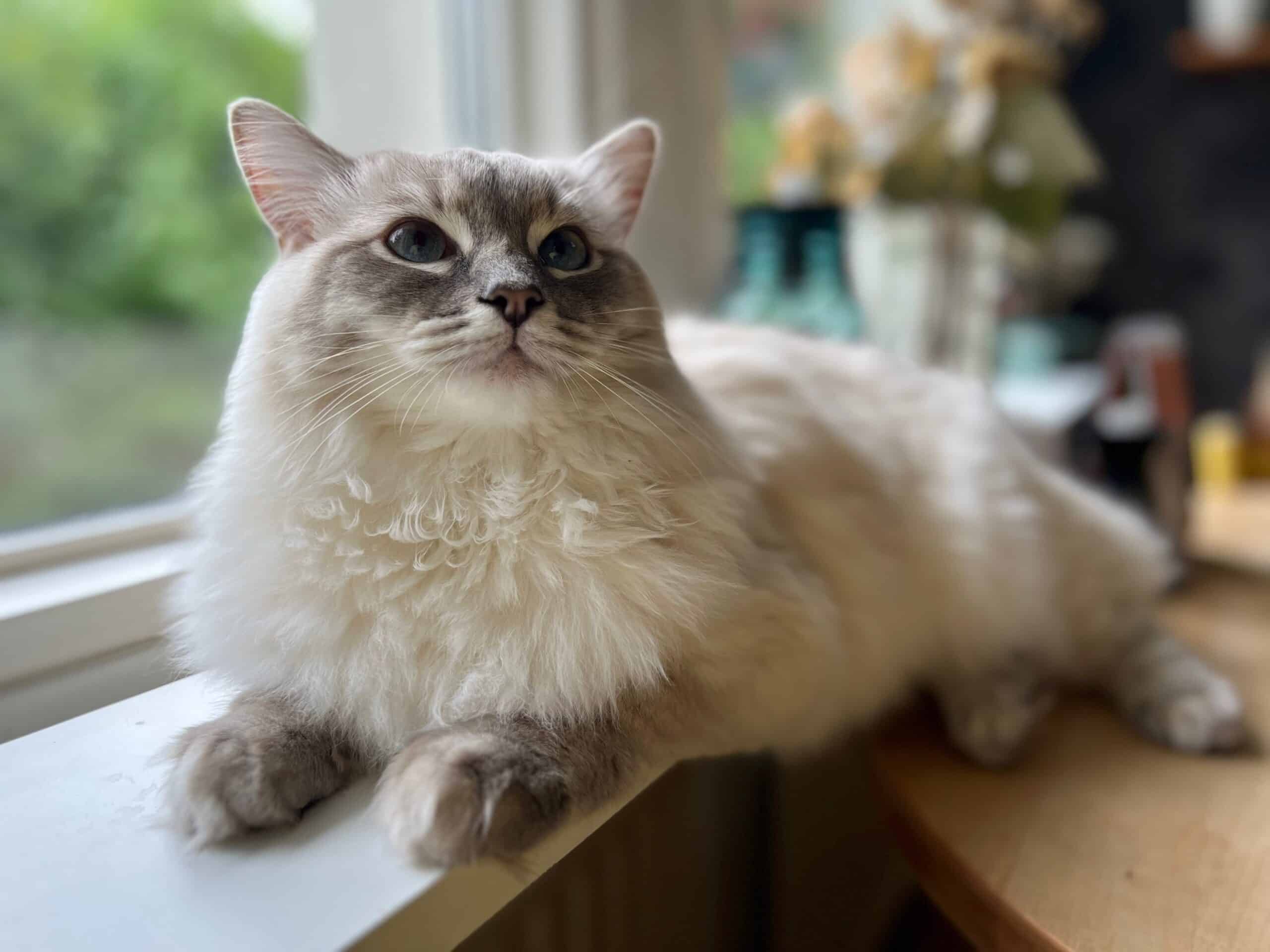 Kattly logotyp