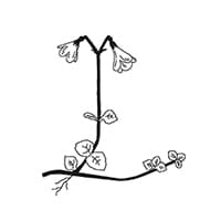 Nordic Academic Press logotyp