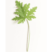 Blomfantast logotyp