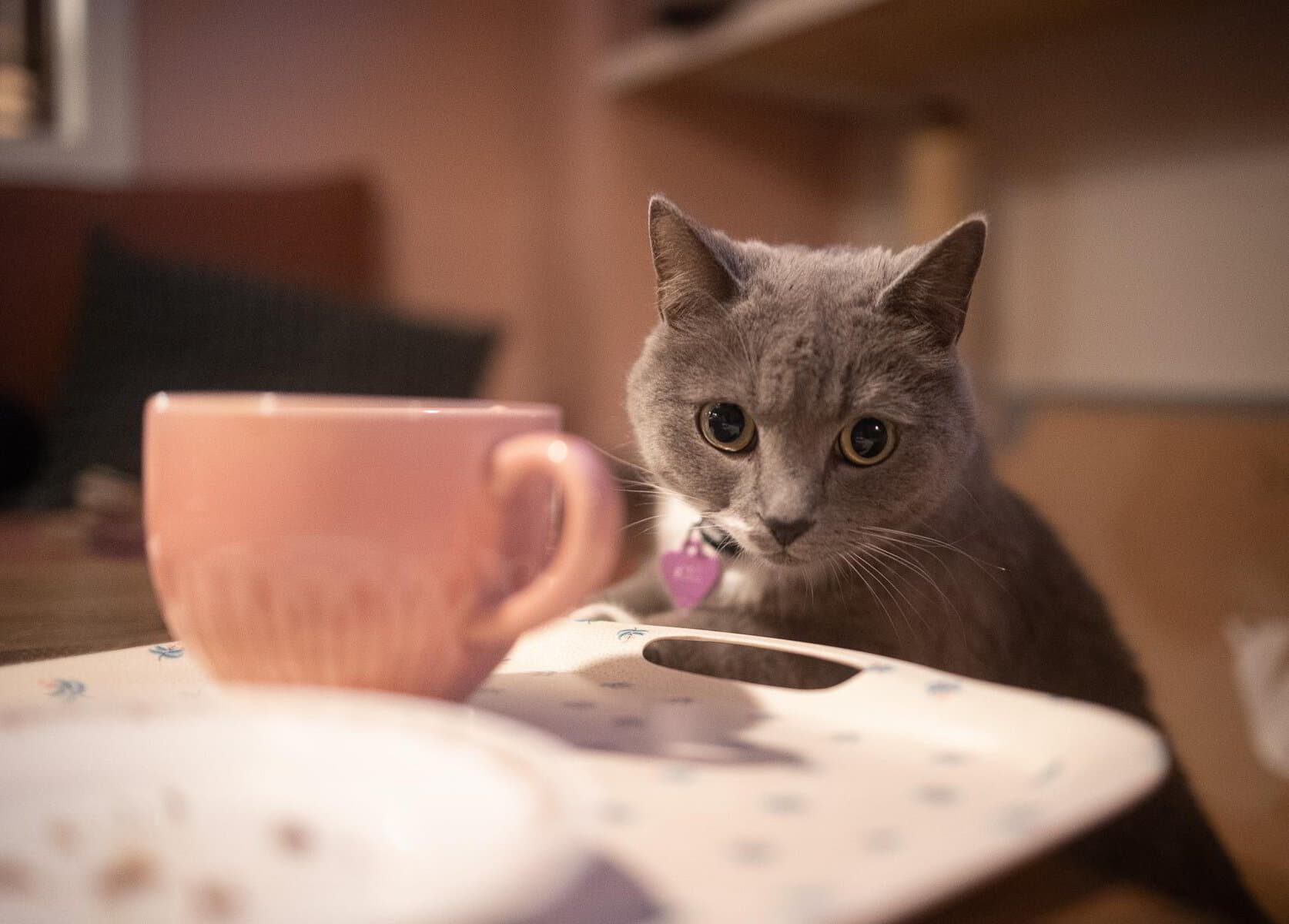 Cat Café Gothenburg logotyp