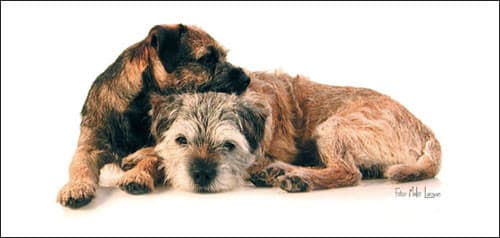 Borderterriersällskapet logotyp